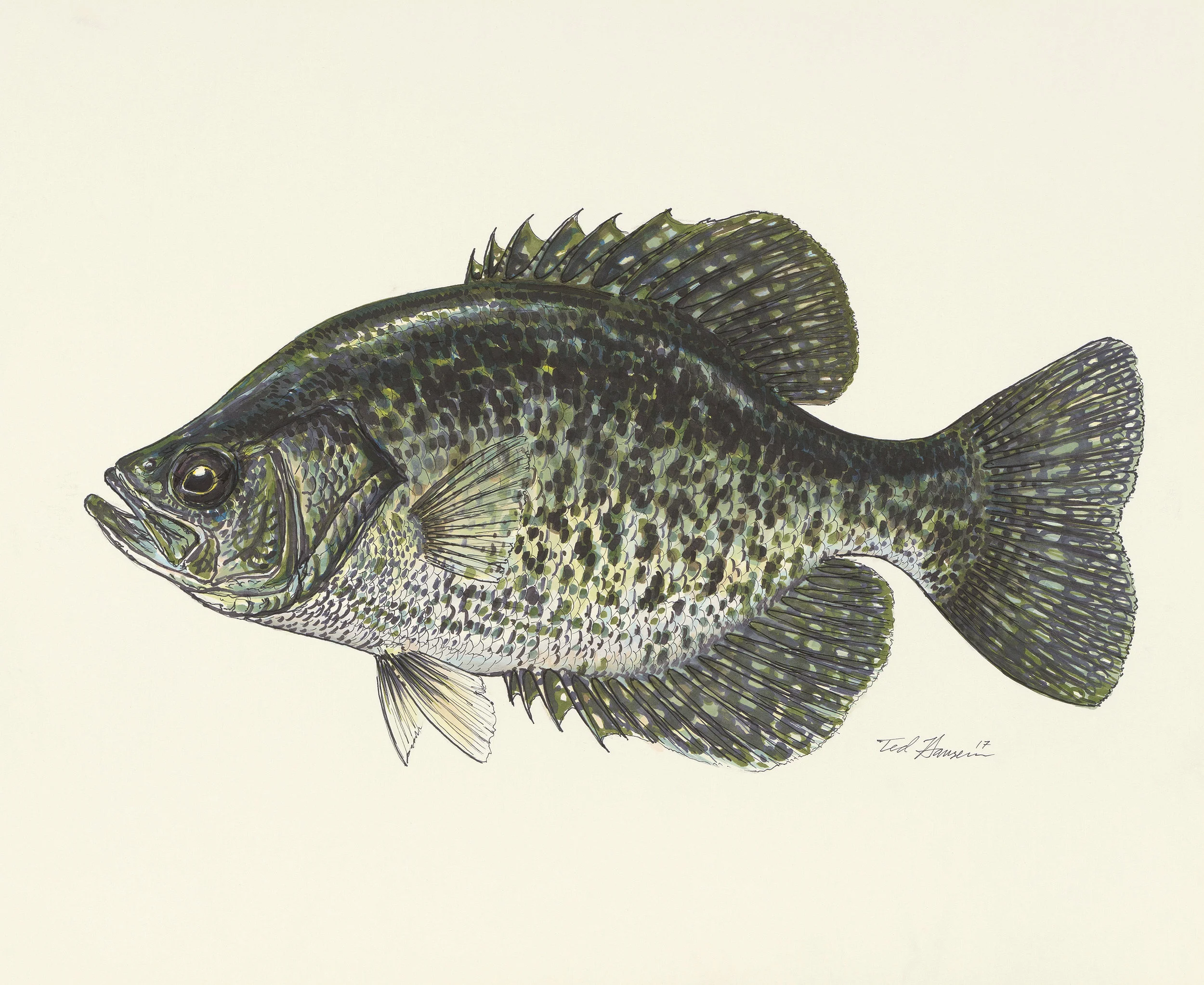 Prisma Crappie
