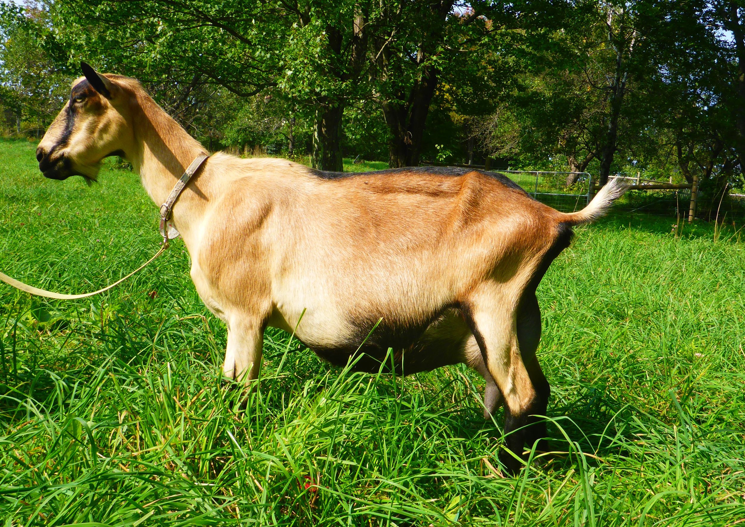 Harvie  Steel Pony Farm 2L Rock Ridge Whole Goat Milk