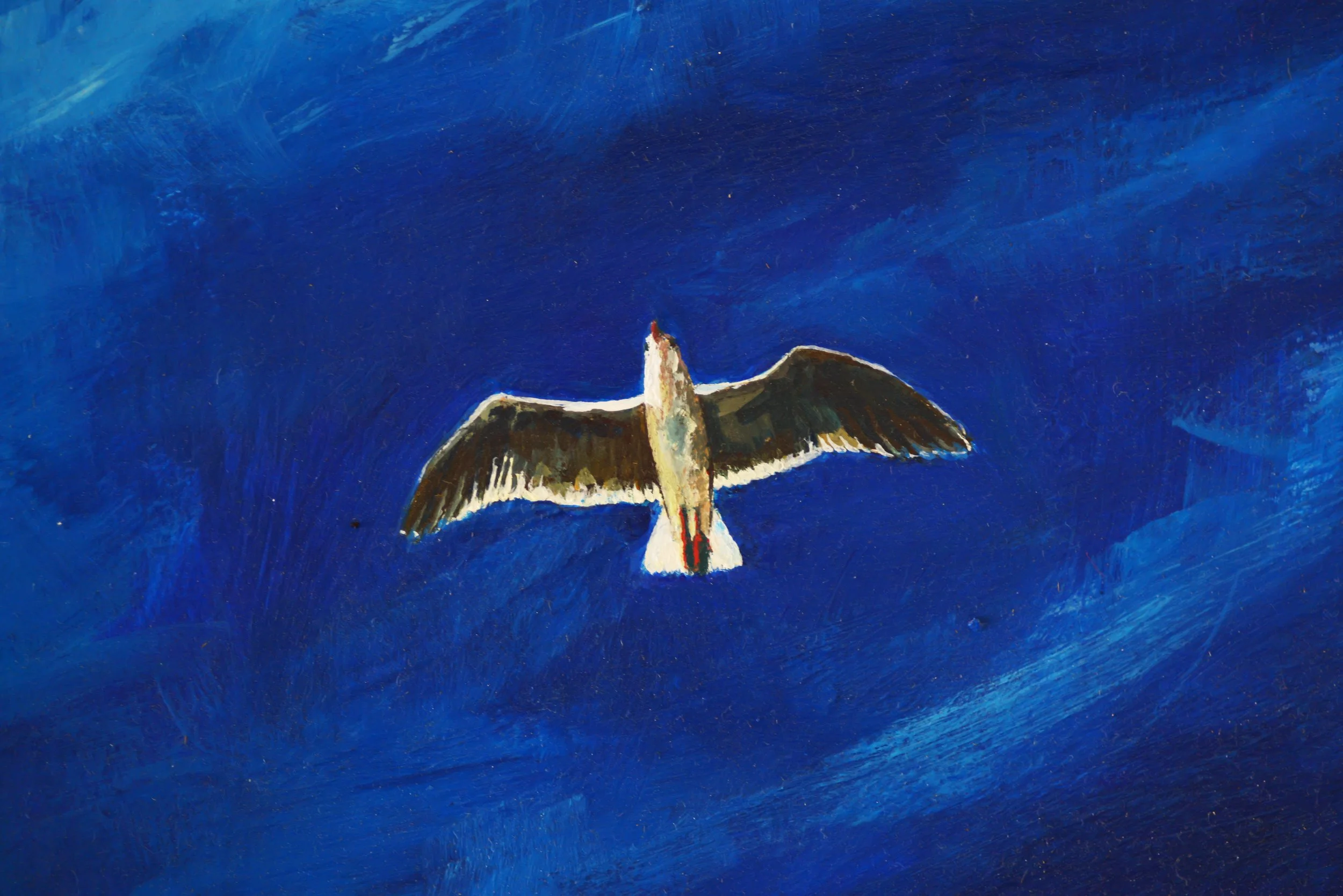 Seagull