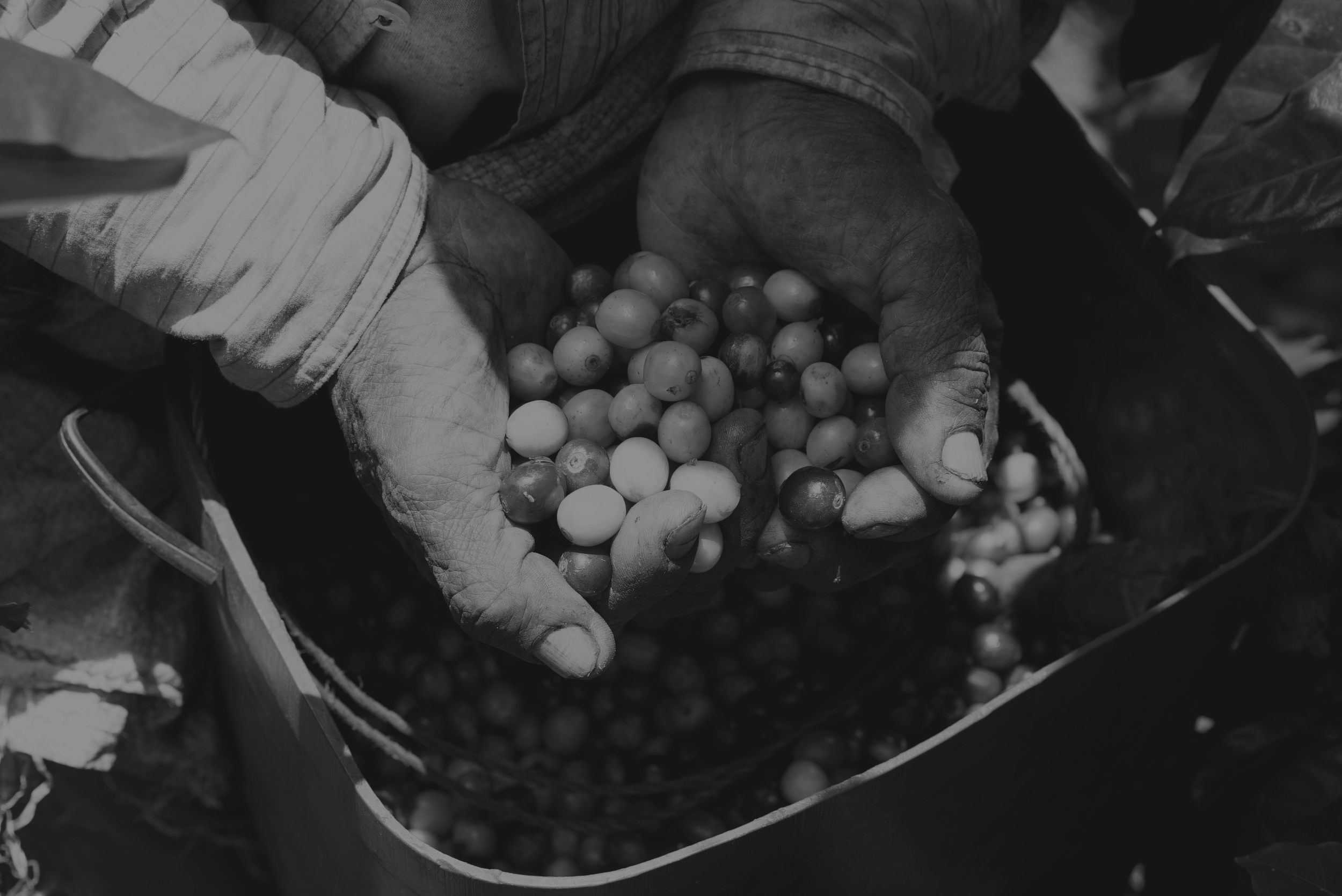 Portola Coffee Roasters