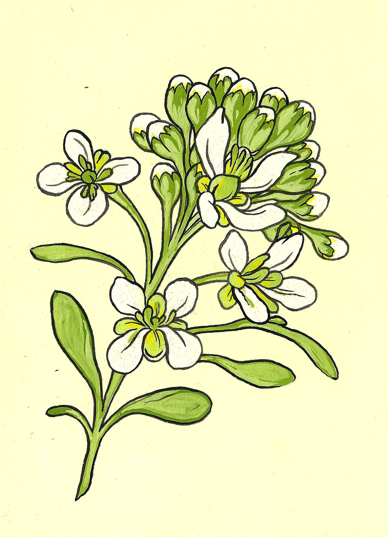 botanical3.jpeg