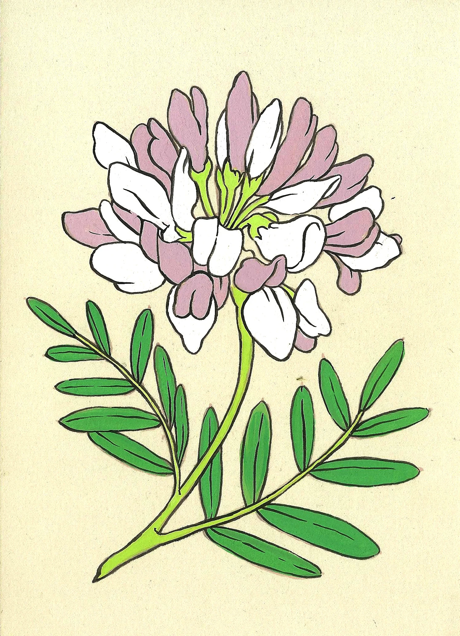 crownvetch.jpeg