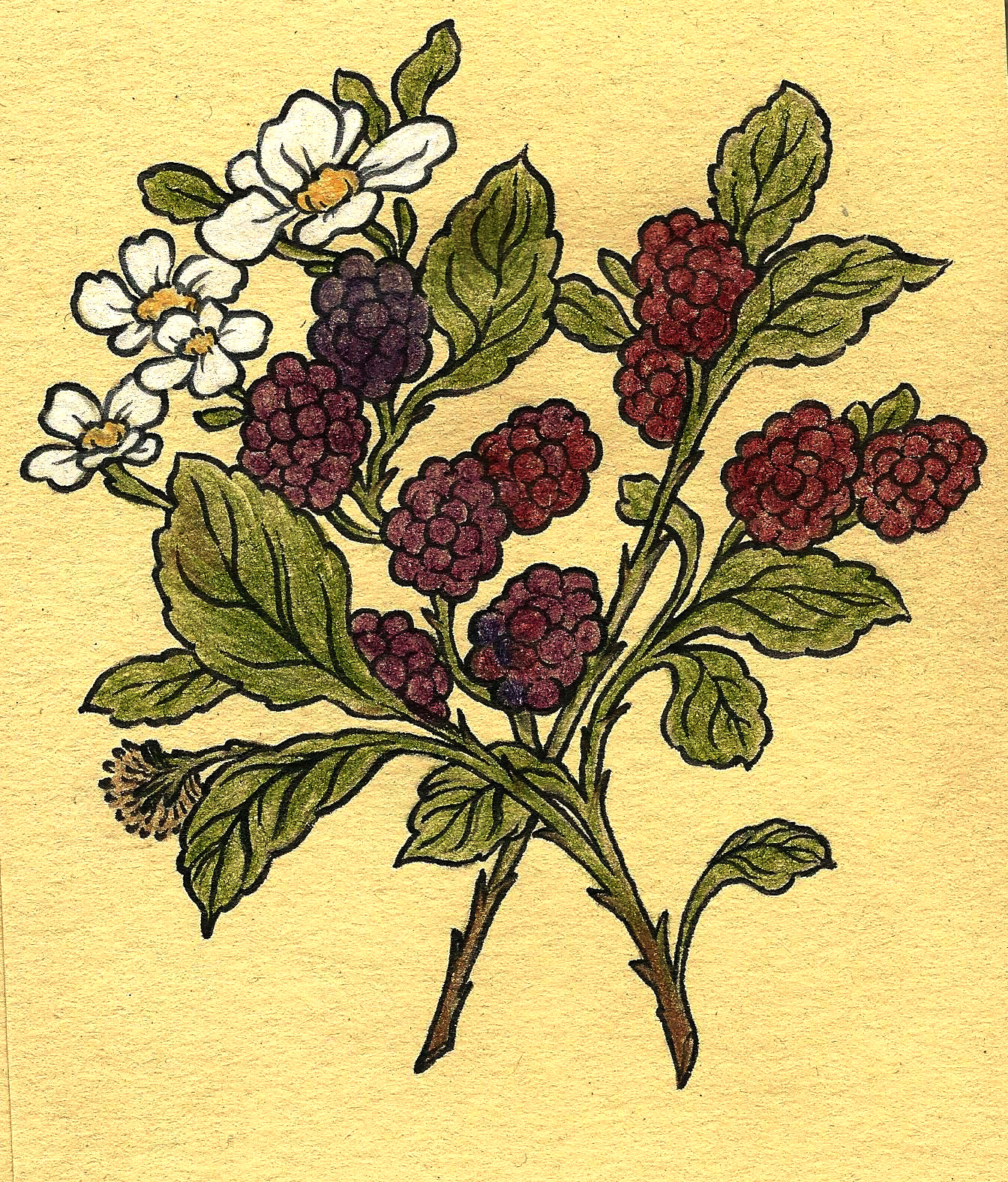 bramble.jpeg