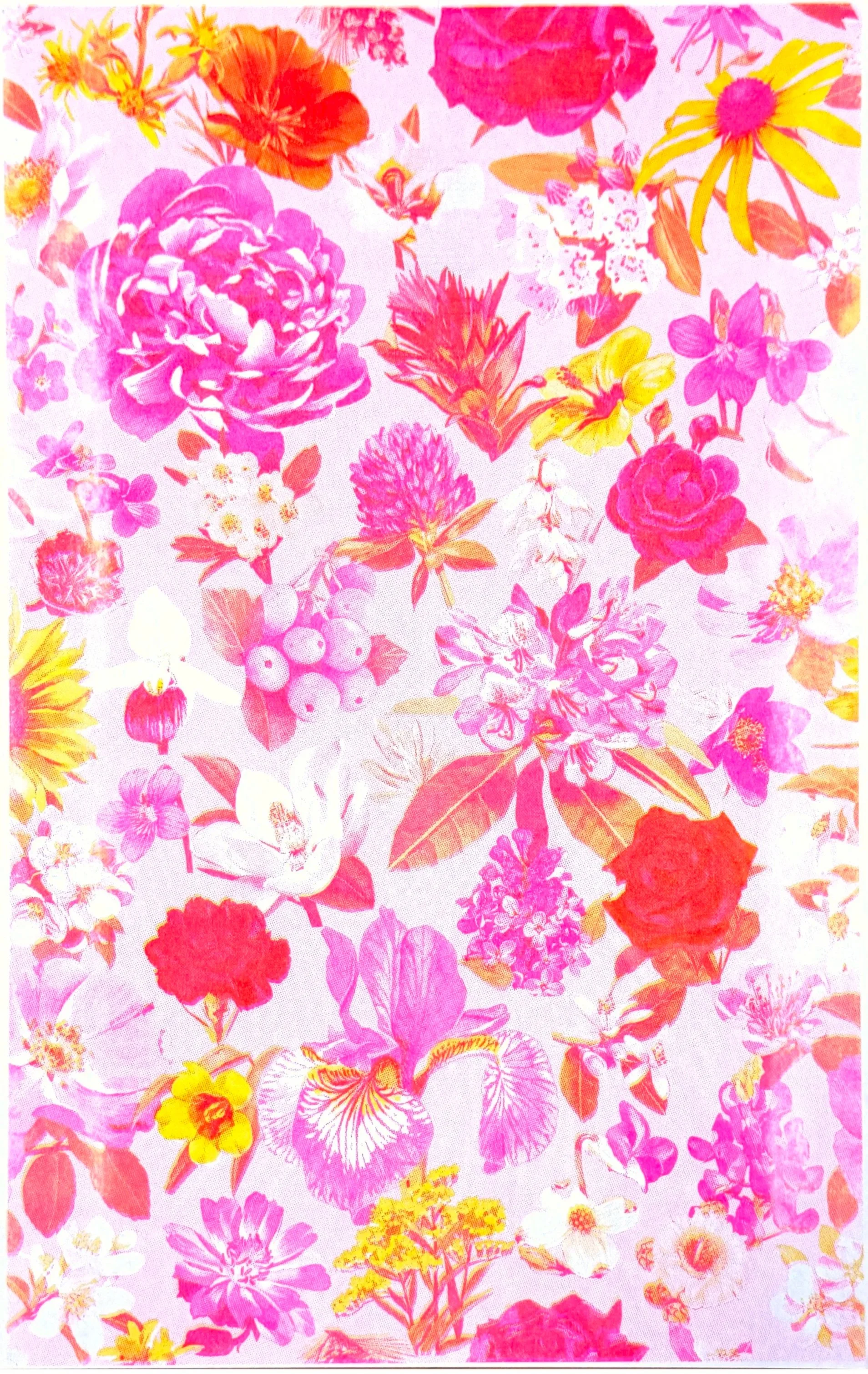 riso+1.jpg