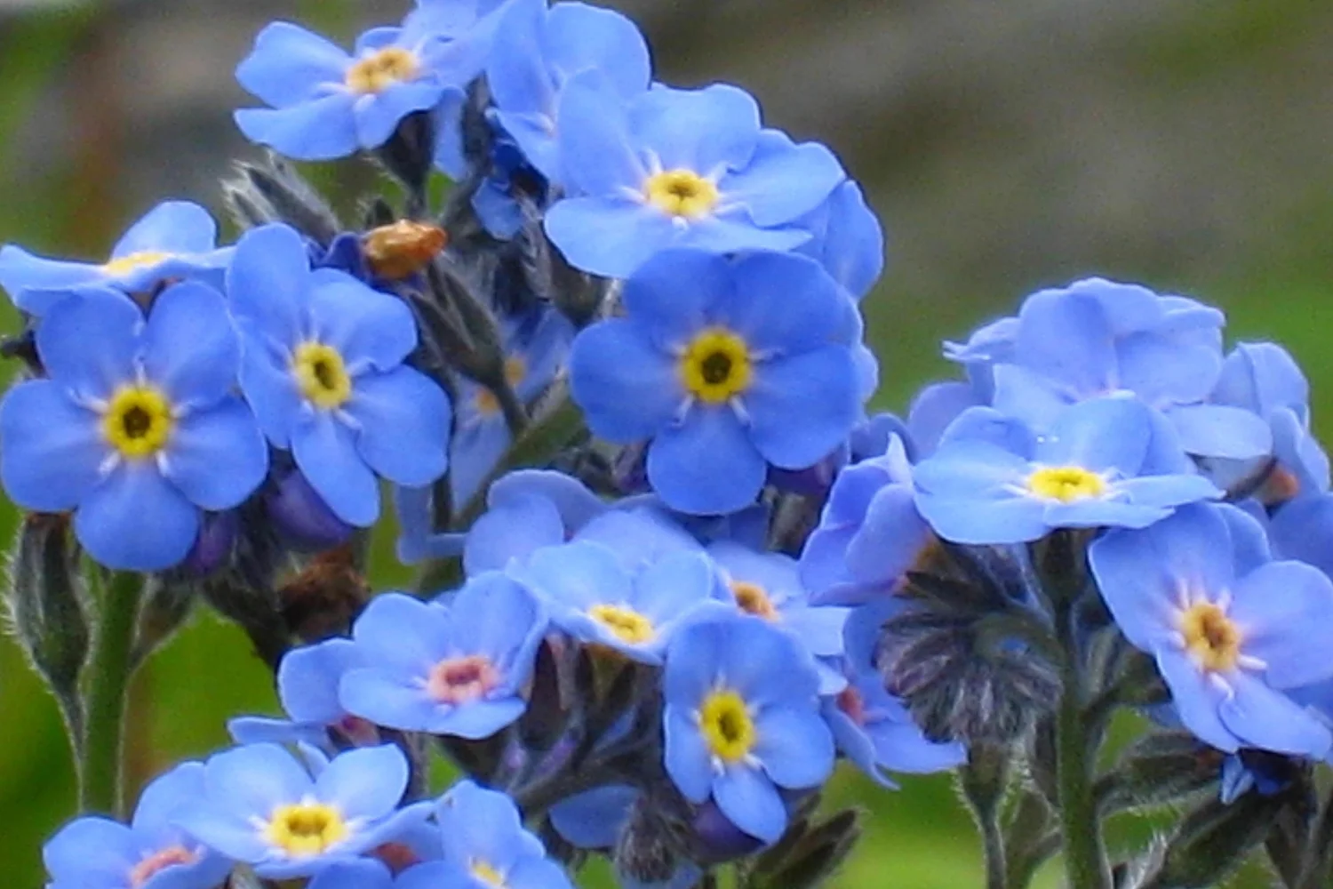 blueflower.JPG