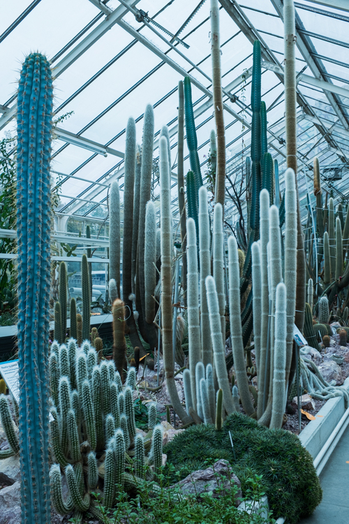 Glass cactus -  Schweiz