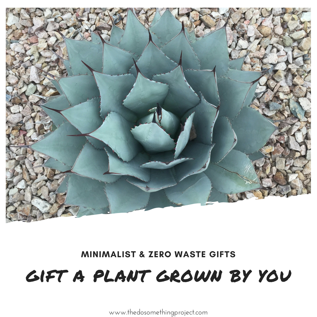 minimalist-zero-waste-gift-ideas-plants