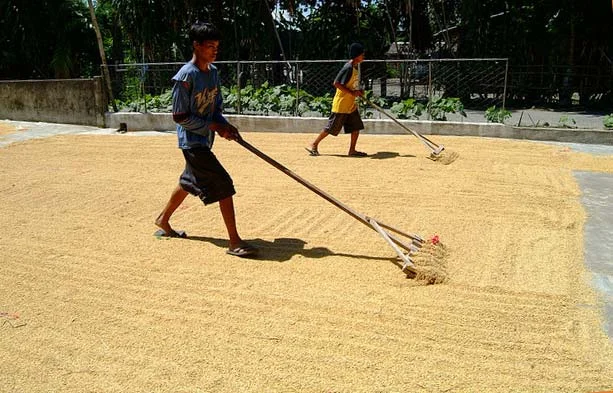 Rice being dried in the sun.