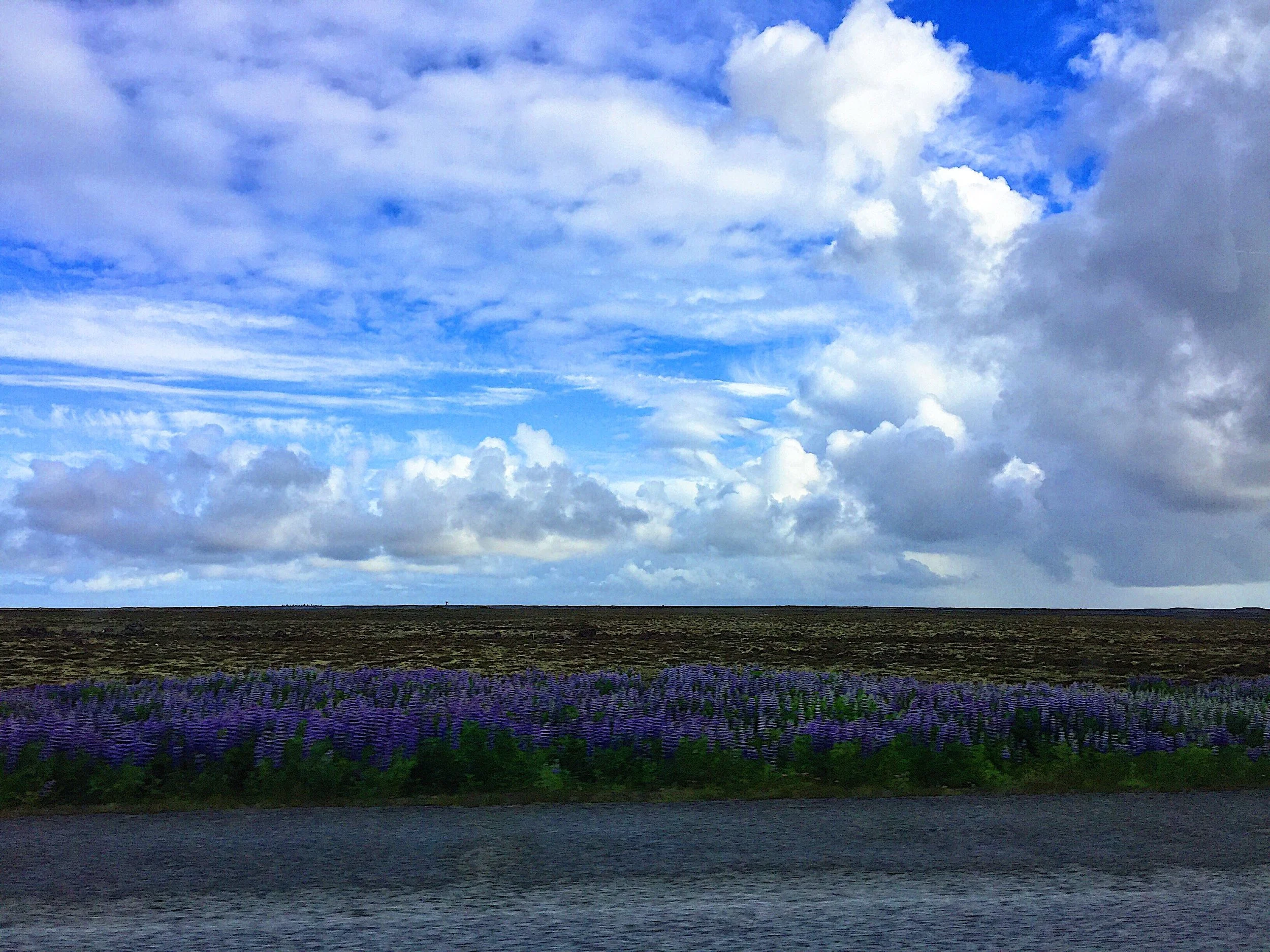 Violet flowers called lupine line the Ring Road in Iceland contrasting with the volcanic soil and open sky.
