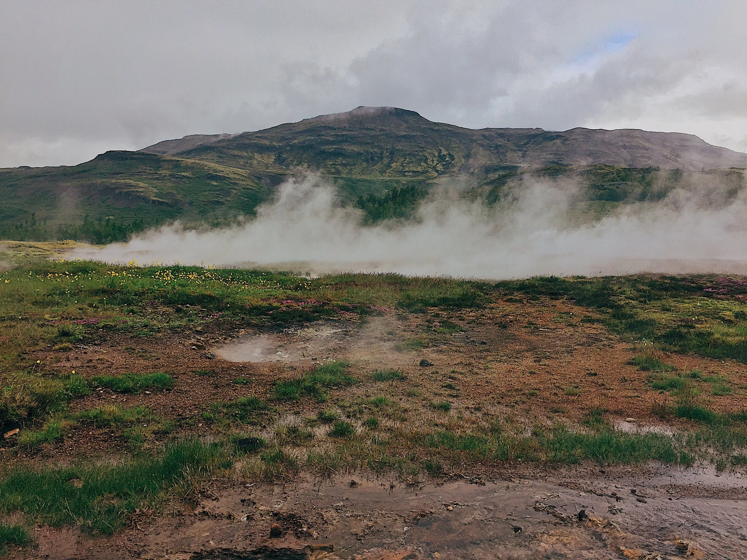 Geothermal geyser activity while the flowers bloom.