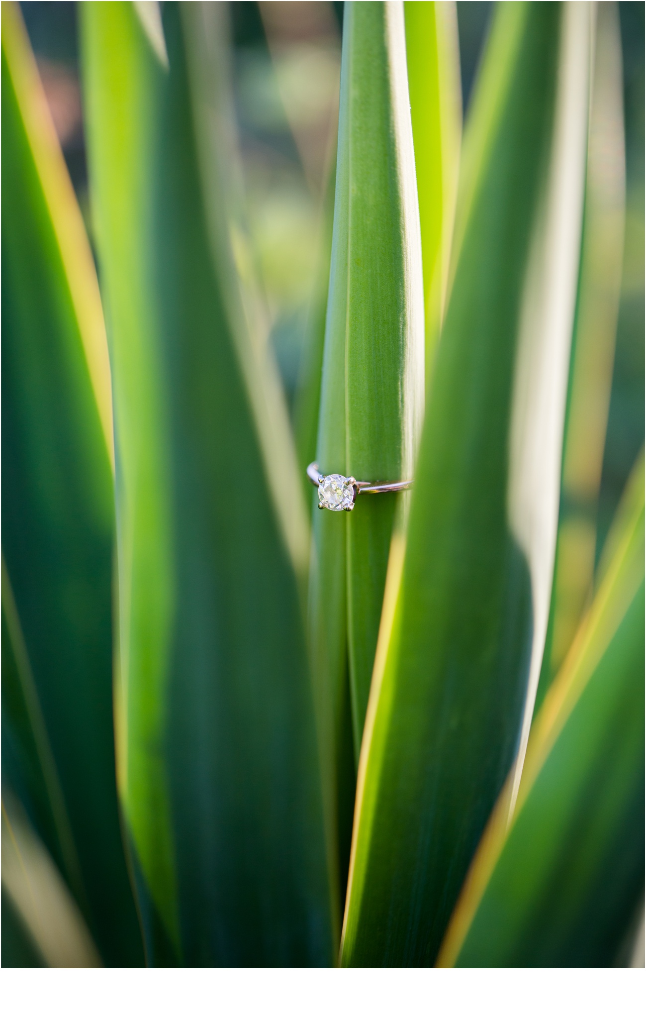 Rainey_Gregg_Photography_St._Simons_Island_Georgia_California_Wedding_Portrait_Photography_1159.jpg