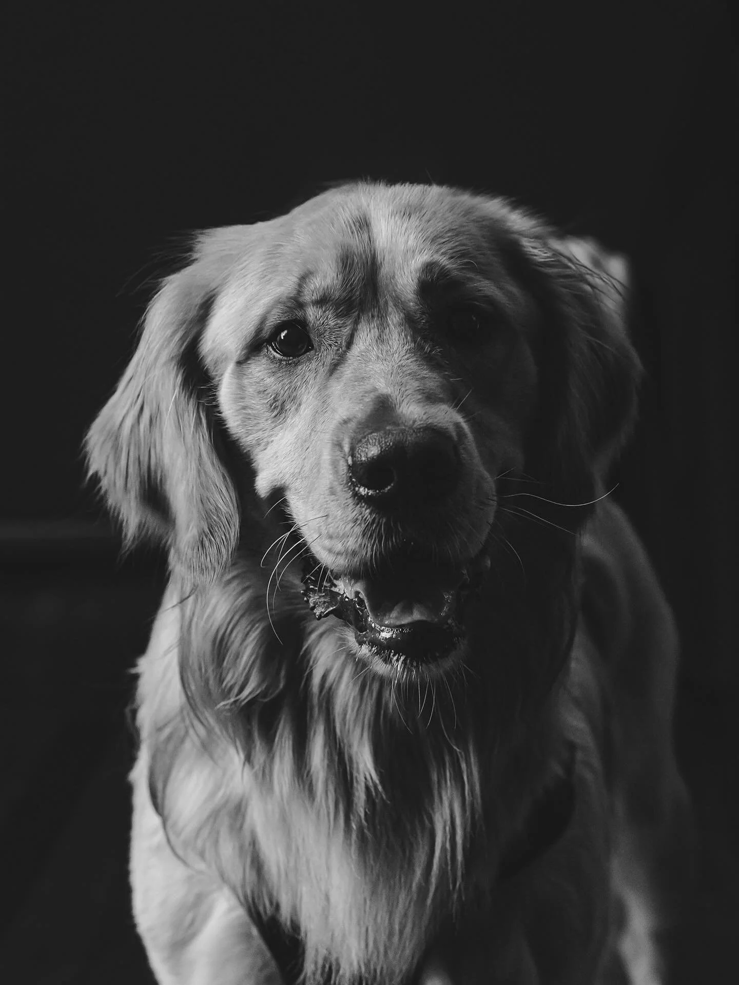 Because the pups deserve their moment, too.
The Black Tie Portrait Booth captures your guests and their four-legged VIPs in timeless black &amp; white.
🖤 Booking 2026 weddings + events &mdash; link in bio.

#BlackTiePortraitBooth
#LuxuryPhotoBooth #