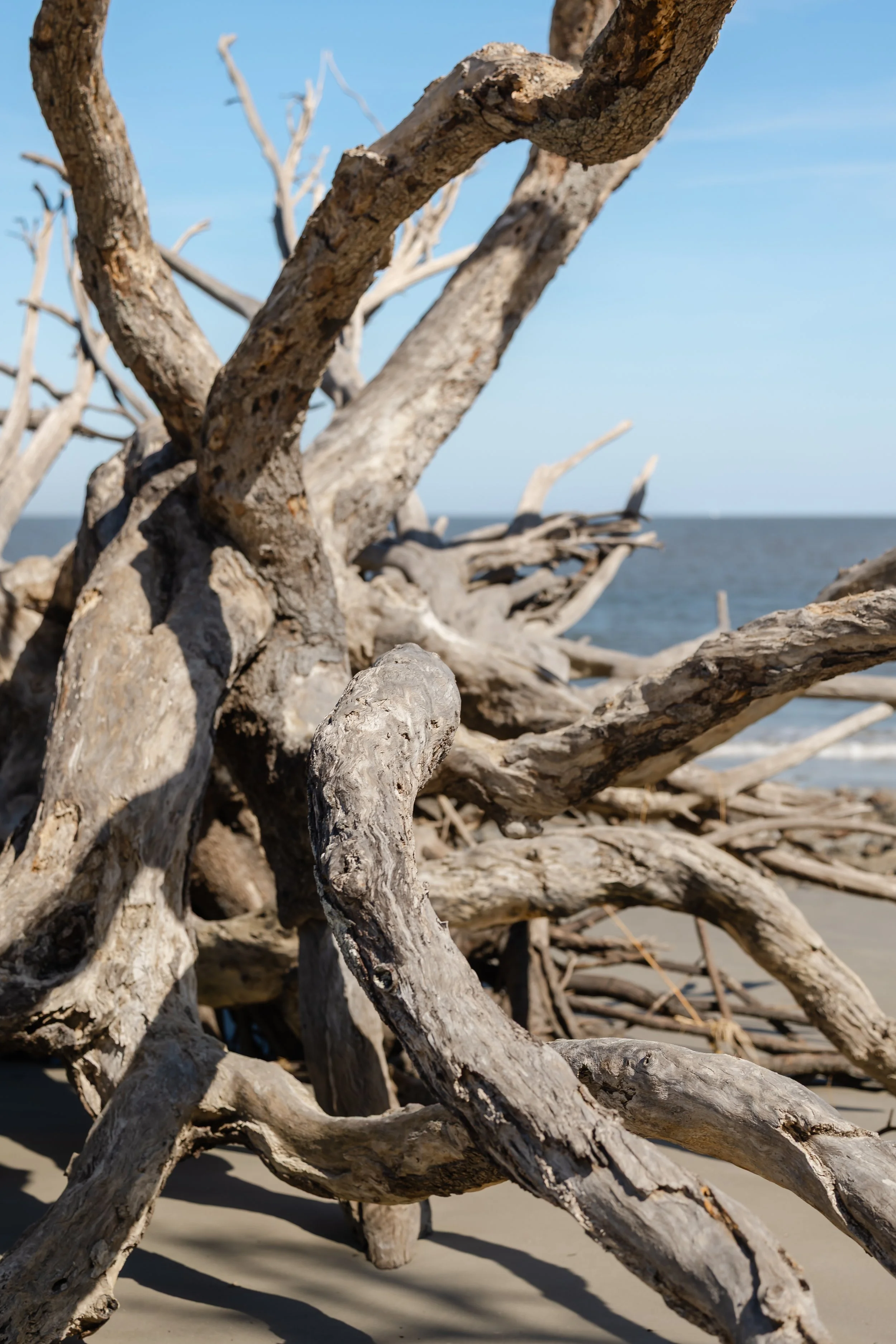 DRIFTWOOD-23.jpg