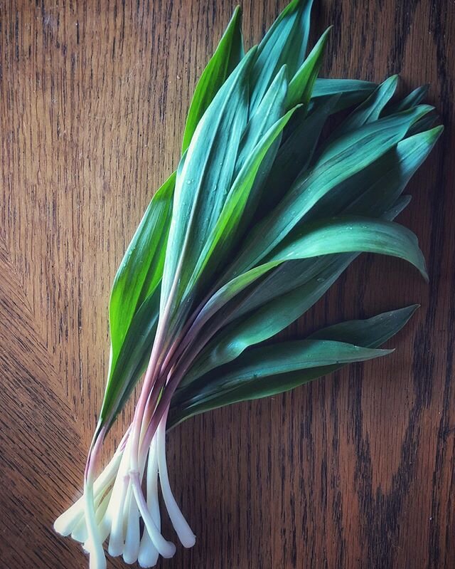 Ramps. #ramps #forrage