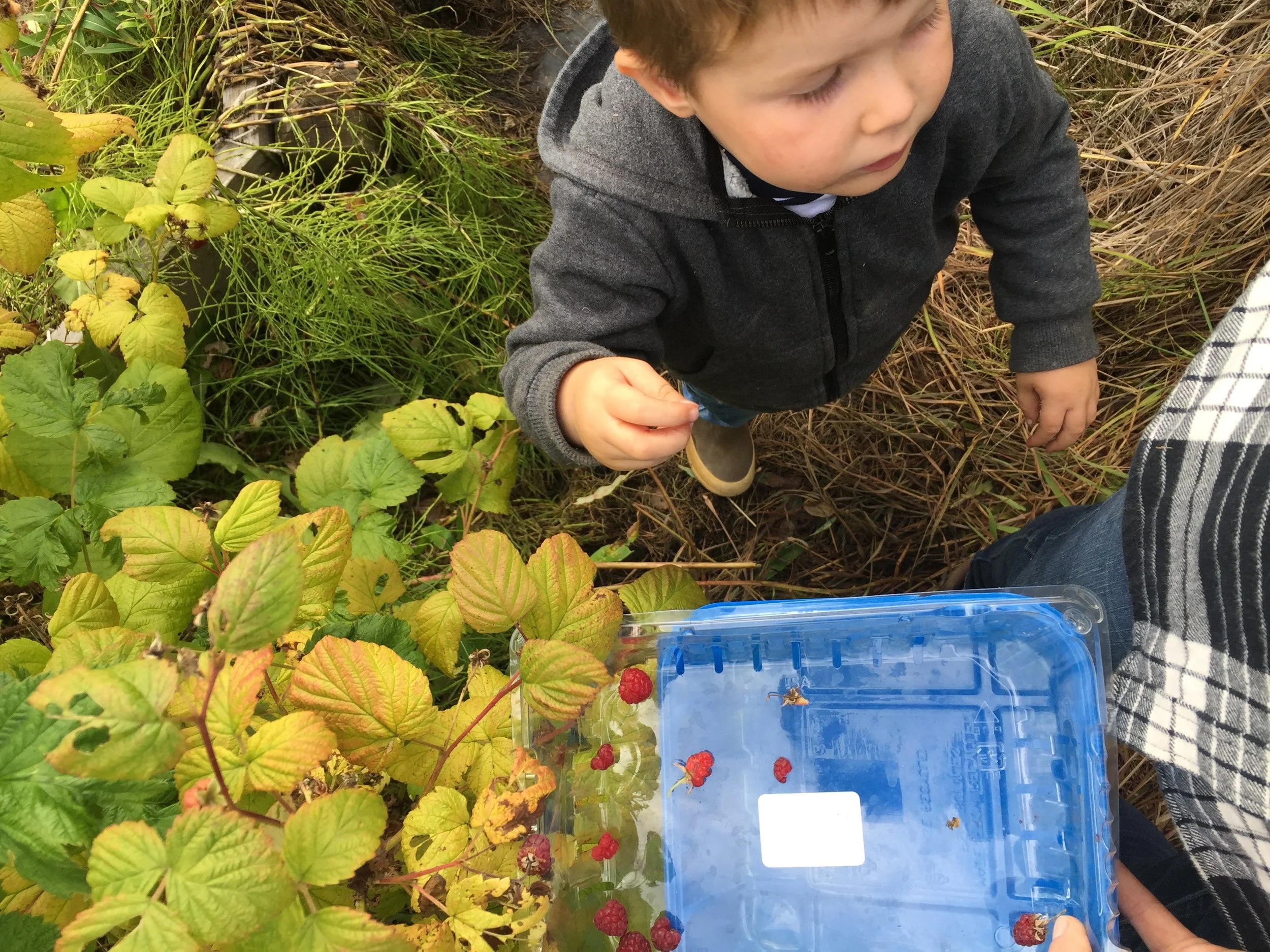 Eating the raspberries almost as fast as we picked them.
