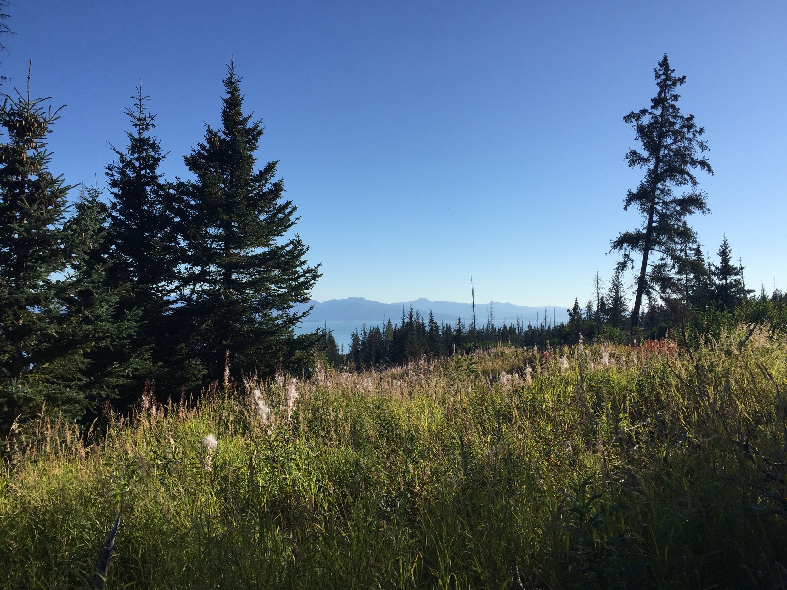 Another look at our land. I love this place so much.