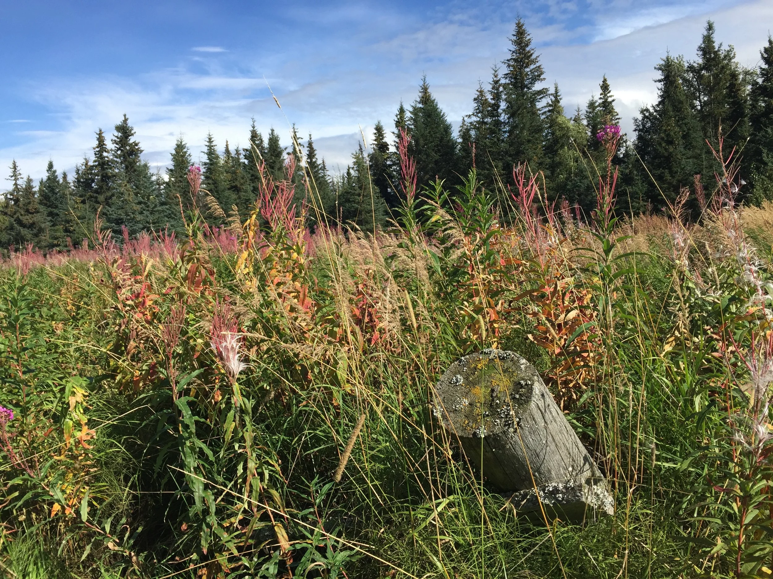 alaska part ii