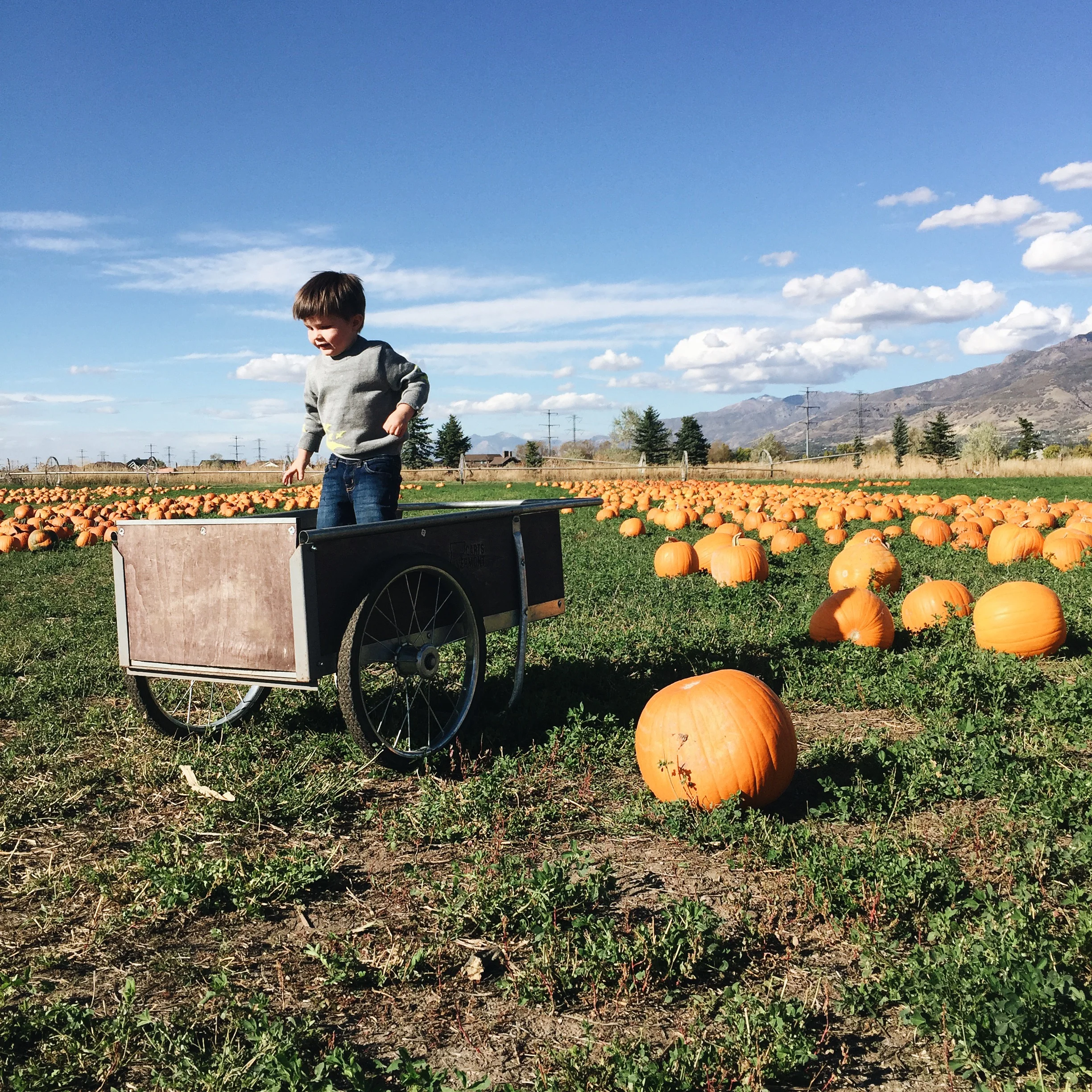 pumpkin patch & catching up