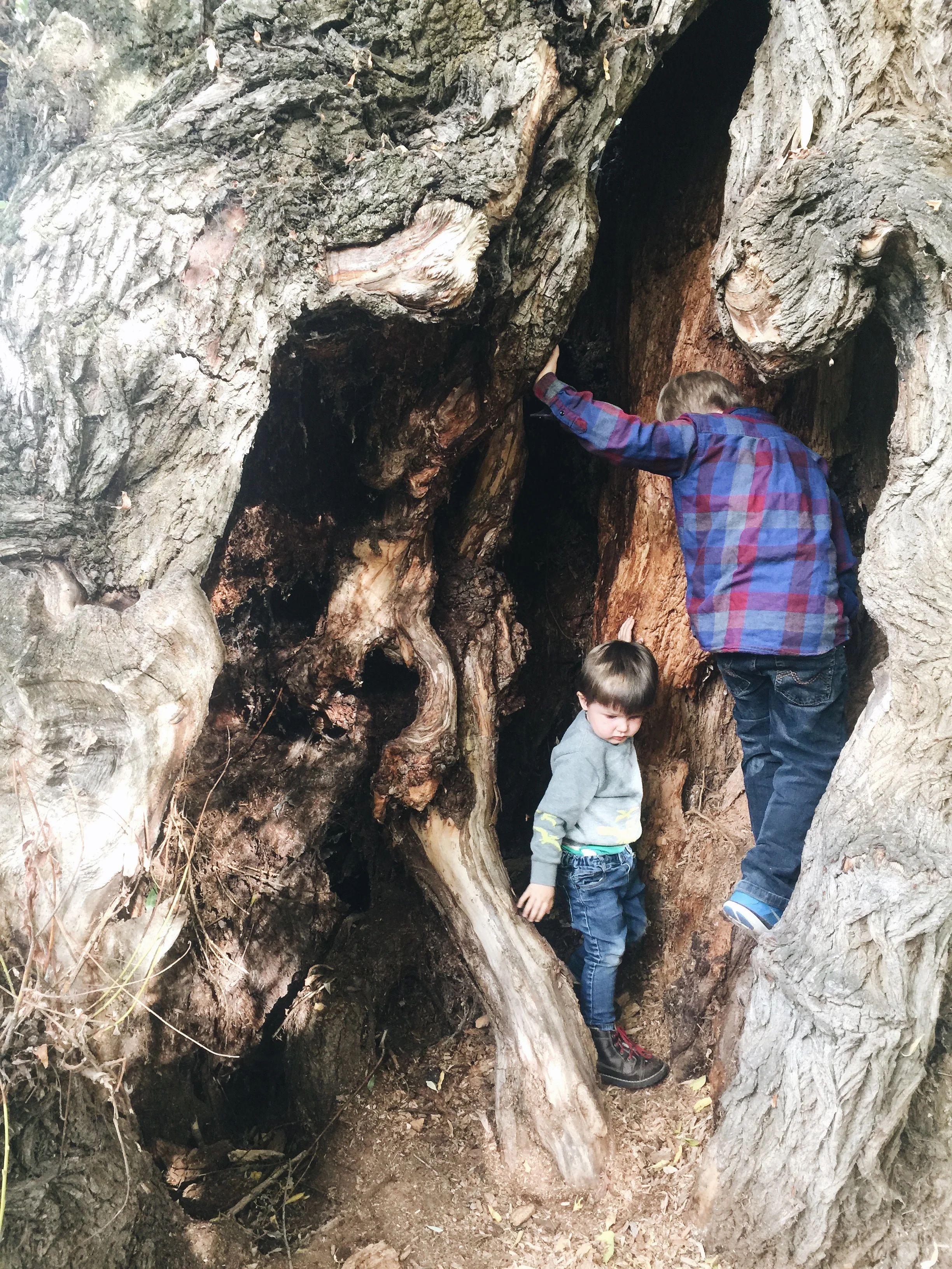 This is the most amazing (and seemingly ancient) Cottonwood tree. The boys love to climb in it. Matthew asked today if we could live inside it! We recently finished reading "My Side of the Mountain"...if you've read that book, you'll know what I'm t…