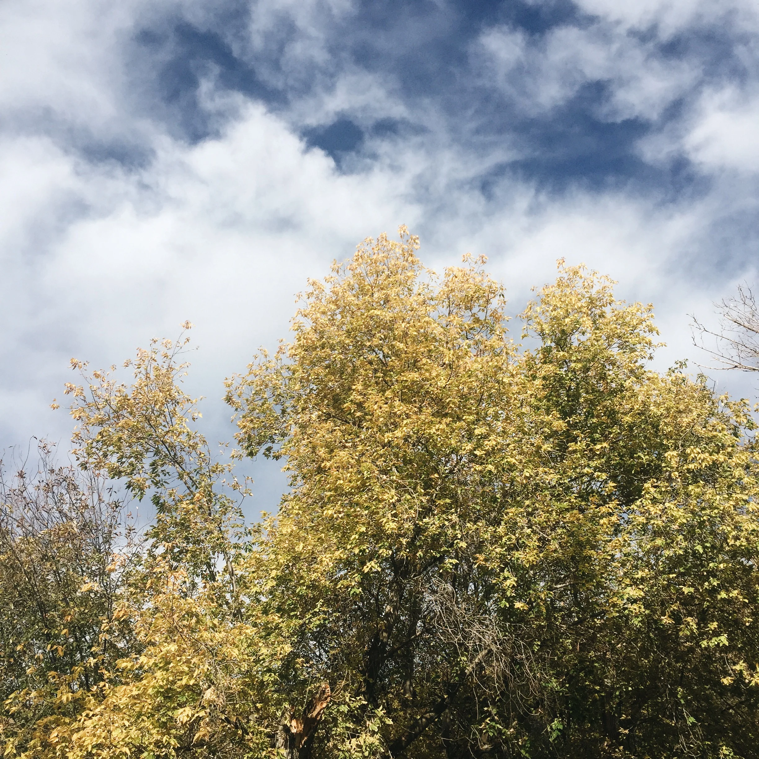 These colors! I'm a huge fan of chartreuse, and it was chartreuse galore today! 