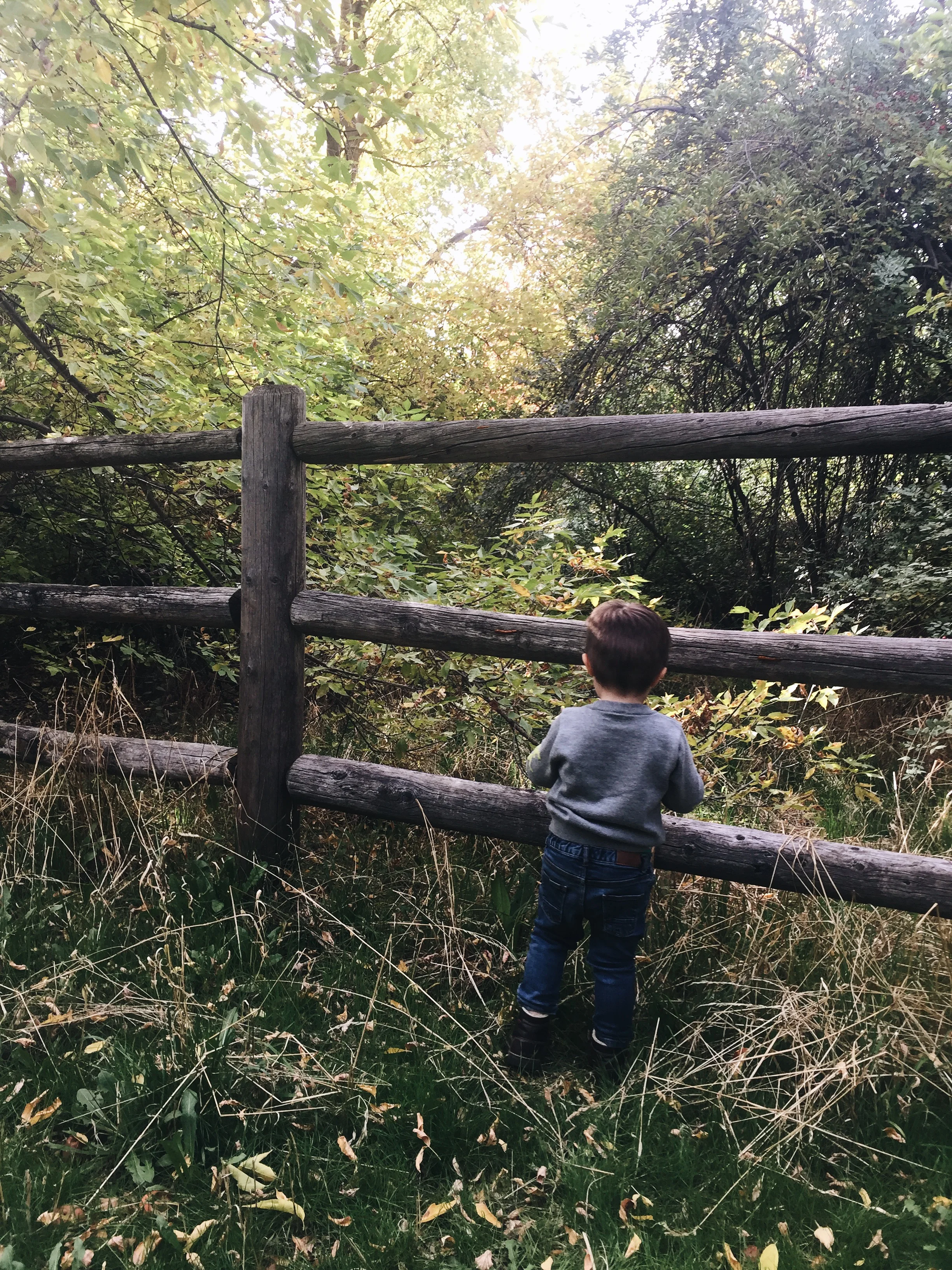 Abe wanted so badly to go inside the fence! 