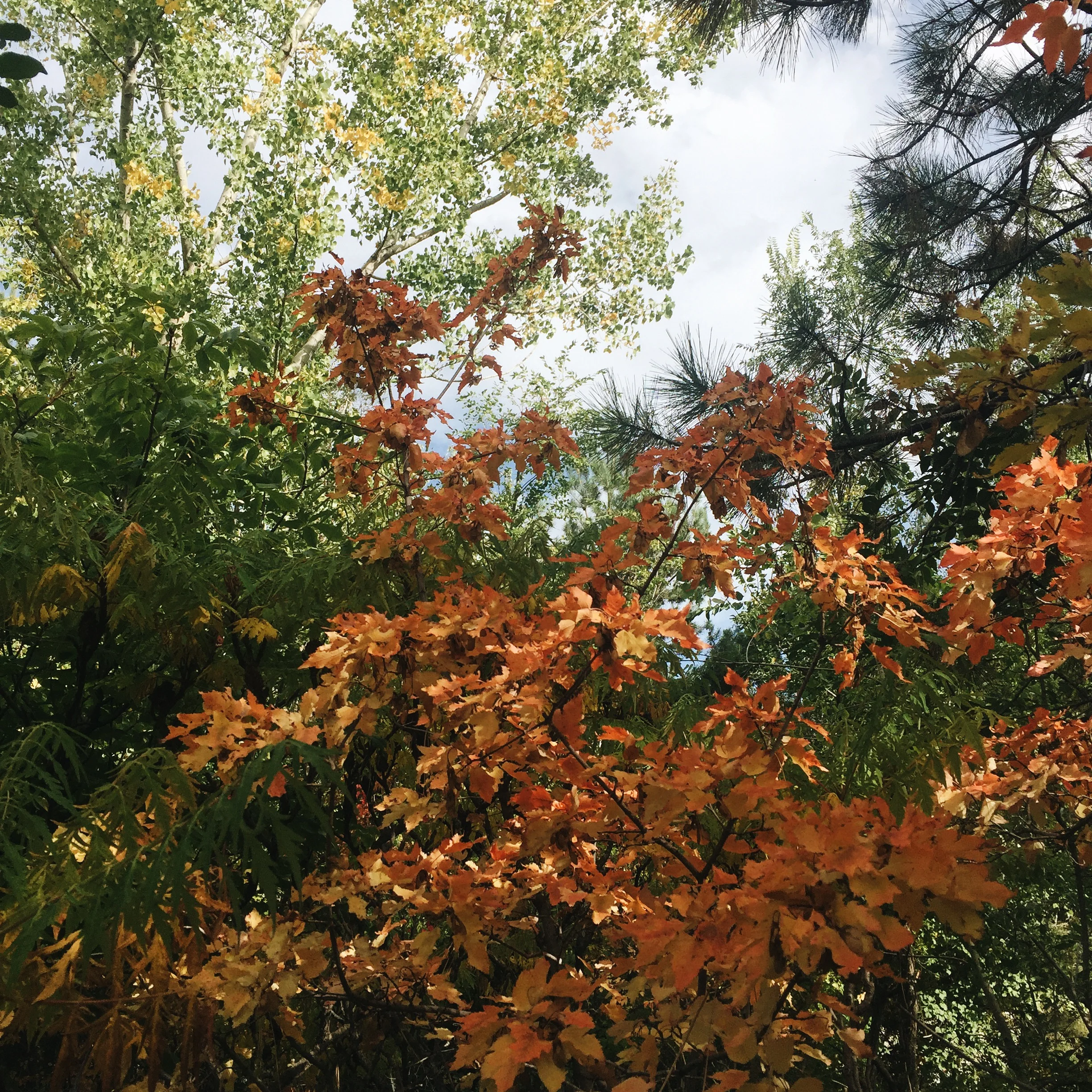 I couldn't capture the way the soft autumn light filtered through all the trees, but it was incredible.