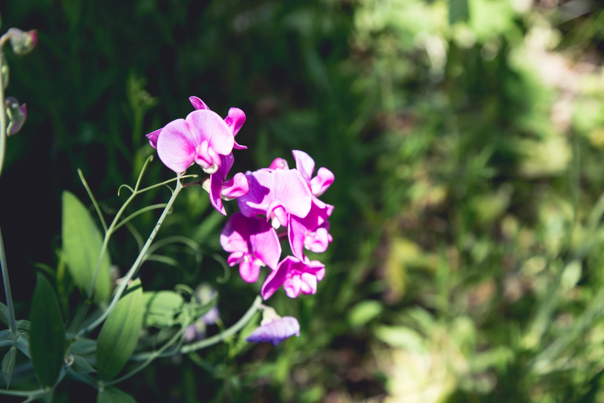 wildflower closeup-1.jpg