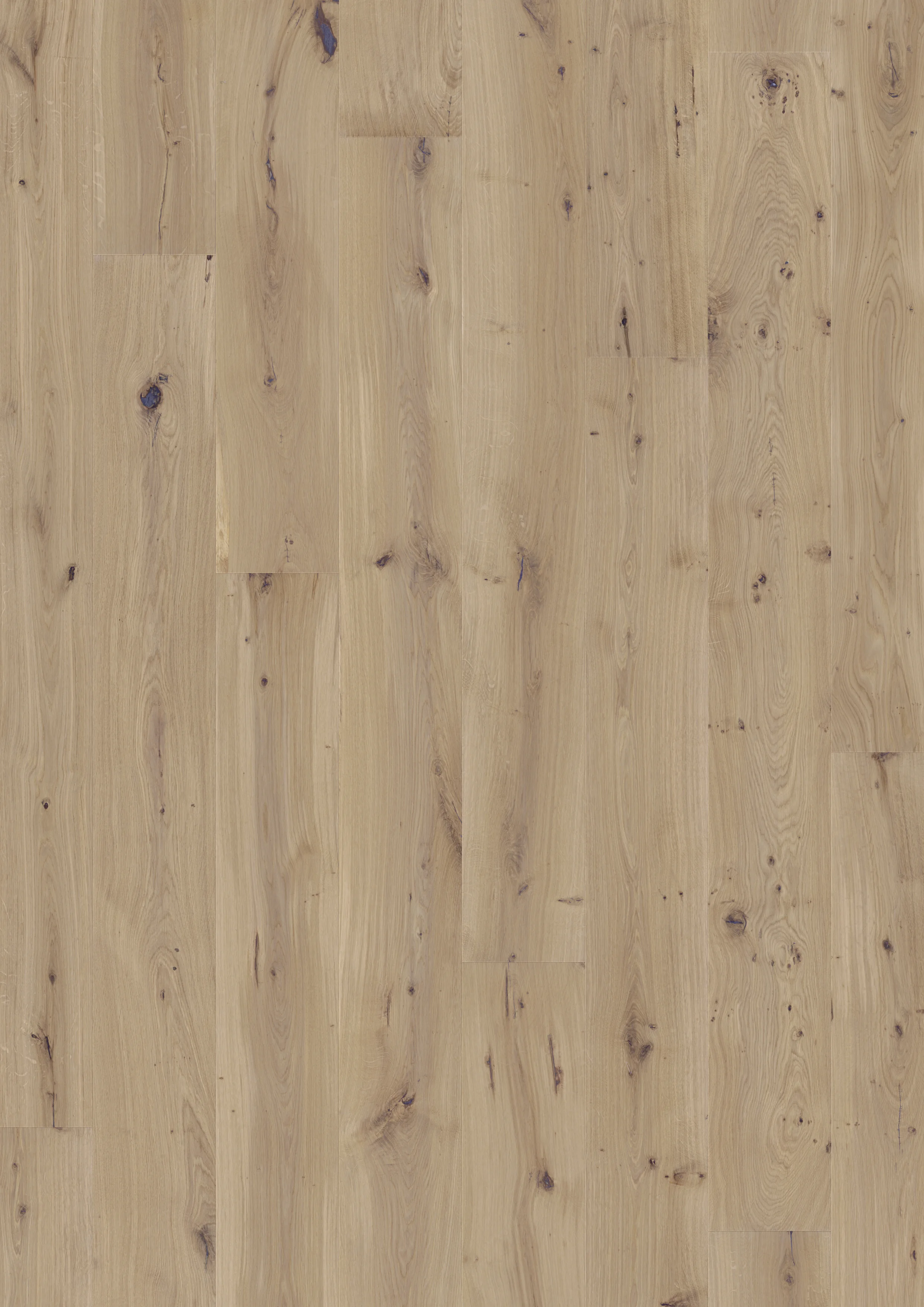 OAK-POLOS frontal RGB.jpg