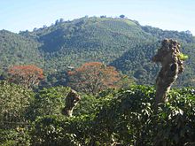 Red shade trees only in back, with other trees cropped sharply and coffee bushes in full sun. (Costa Rica)