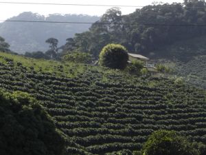 Coffee planted in full sunshine is typical of many plantations in Central America.