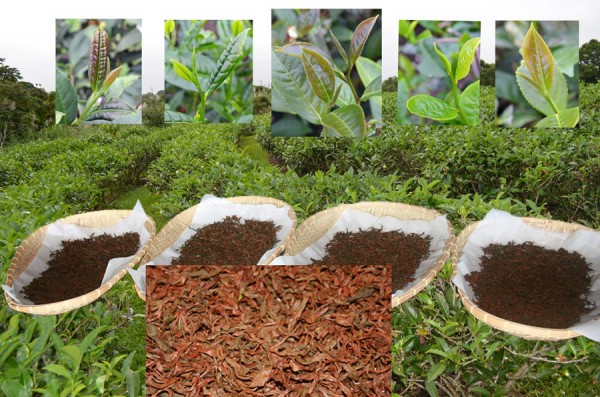 Tea Onomea_blendofseedlings-600x397.jpg