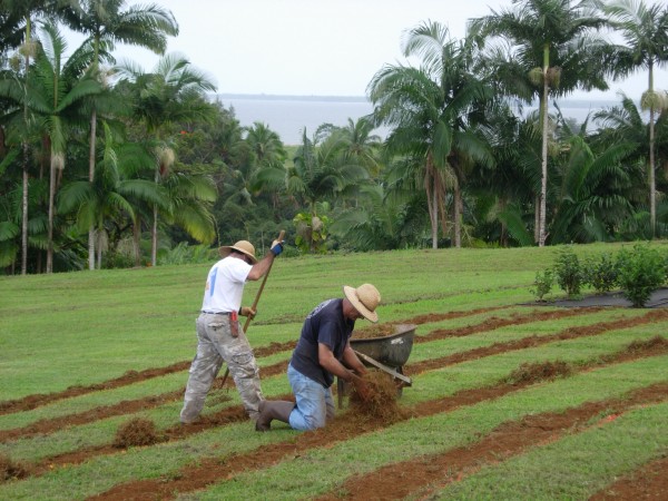 Tea Onomea_WorkersPlanting.jpg