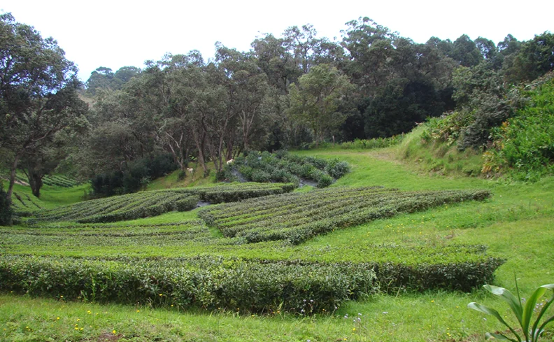 2013 3149 Feb 28 Mauna Kea Tea rows_72.jpg