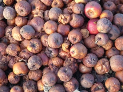 Fermentation in rotten fruit_Conversion to alcohol.jpg