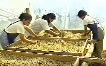 Three of 37 women who formed the all-female ASOMOBI cooperative in Costa Rica. Image from YouTube video.