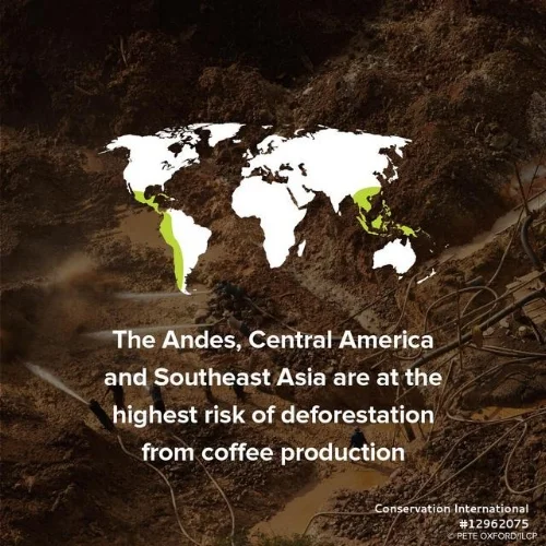 Deforestation_Results of in Central and S America and Southeast Asia.jpg