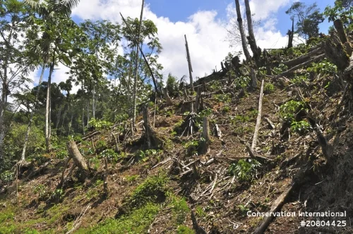 Deforestation destroys bee colonies that are vital to coffee production. Forests allow bees to nest in trees and survive year-round.