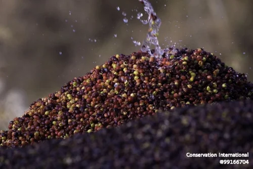 Wet milling of Arabica coffee beans uses a lot of water that will become precious for drinking, livestock, and food-crop irrigation as climate change affects rainfall and drought.