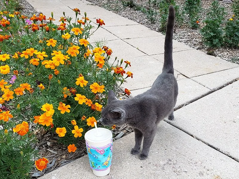 Large Kollar Cartoon Cats Flowers Kitty 800x600 closer.jpg