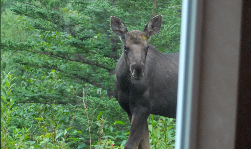 Wildlife Viewing Right out the Back Door!