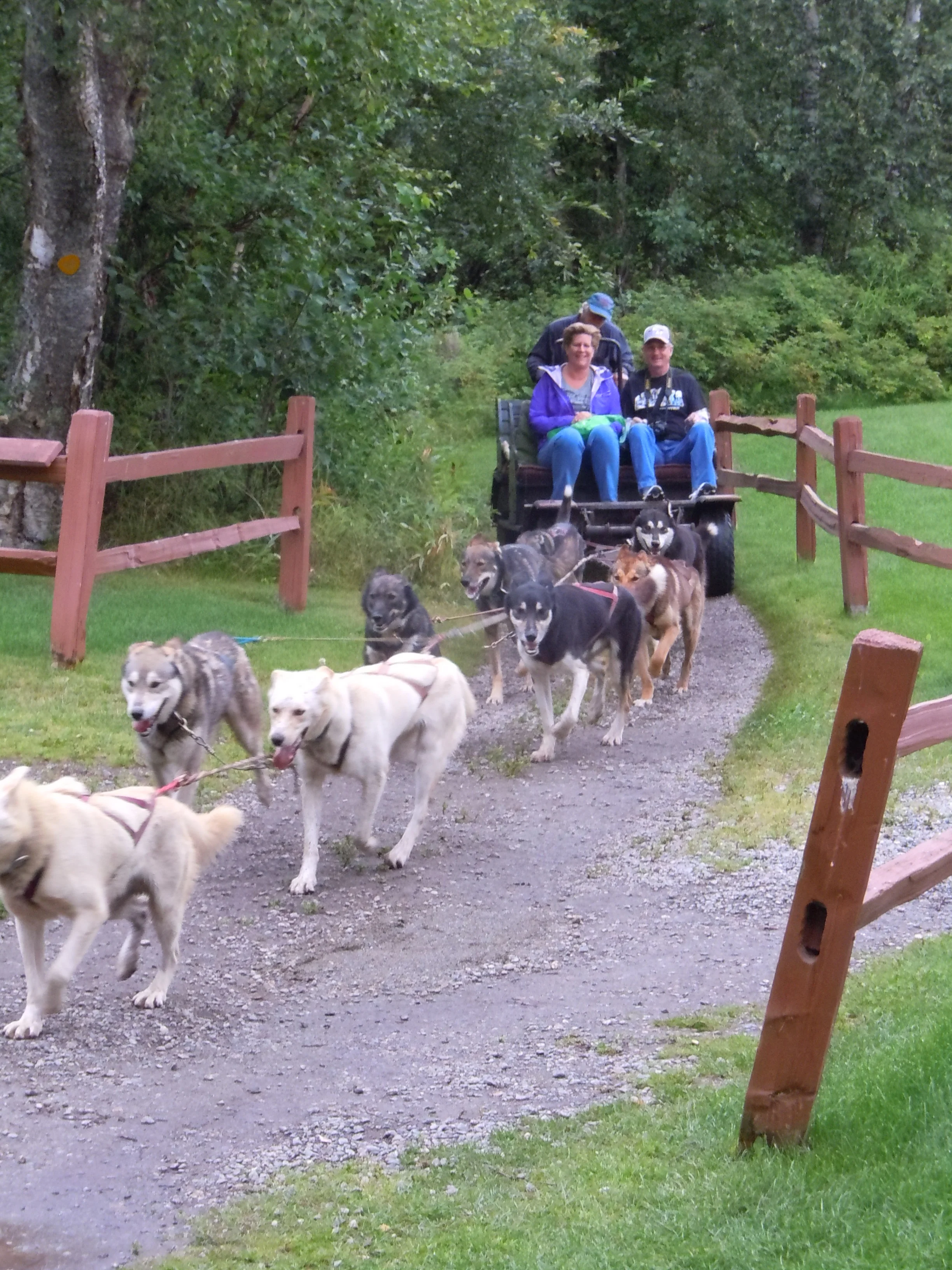 Ride with an Iditarod team and musher