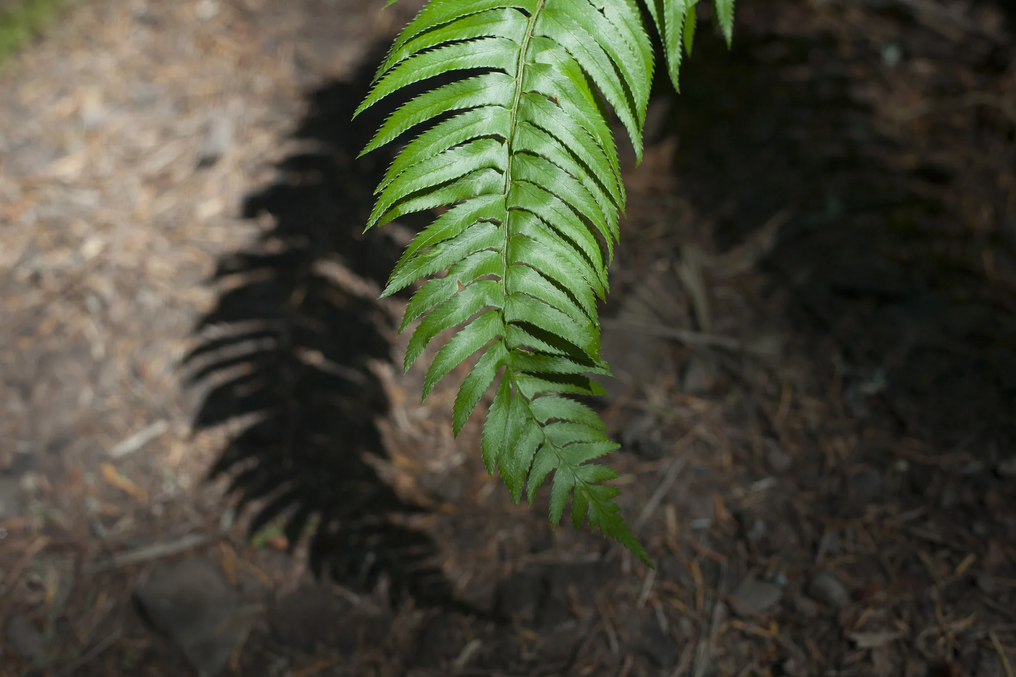 fern.jpg
