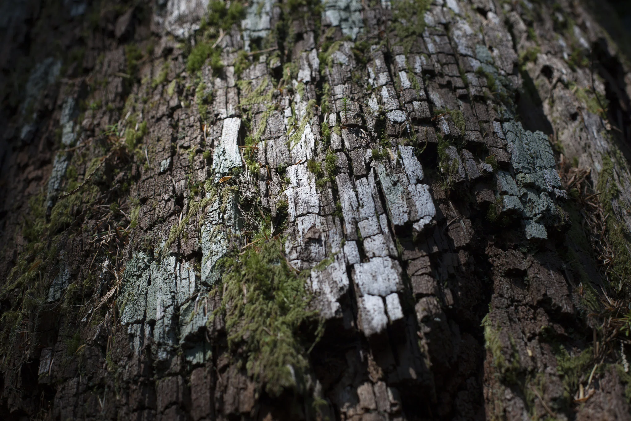 tree bark.jpg