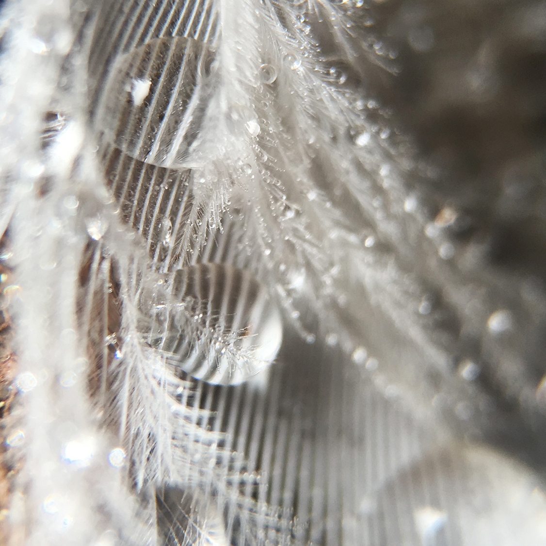 Feather-web.jpg