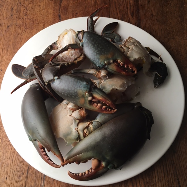 MAGNIFICENT MUDDIES