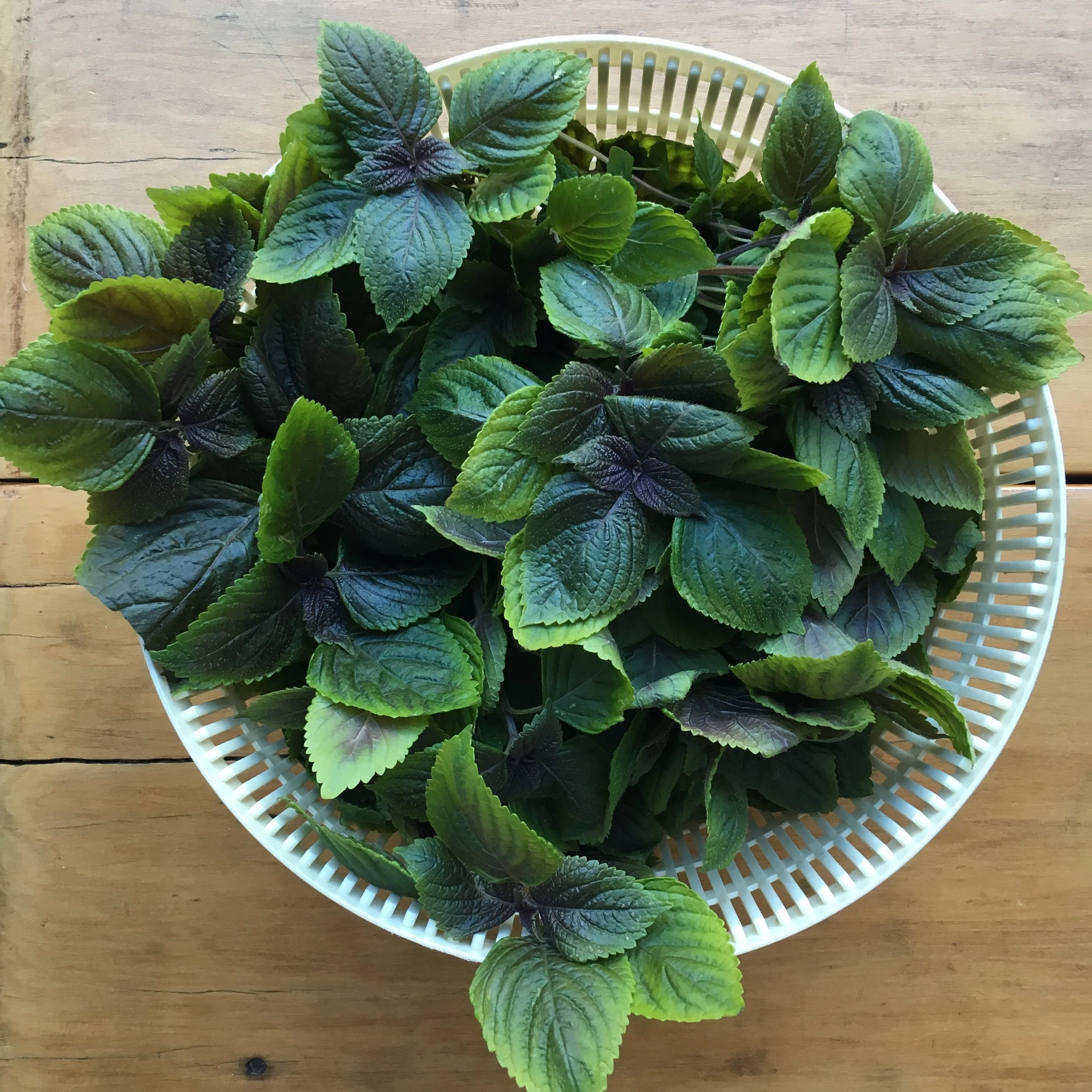 YOU SAY SHISO, I SAY PERILLA