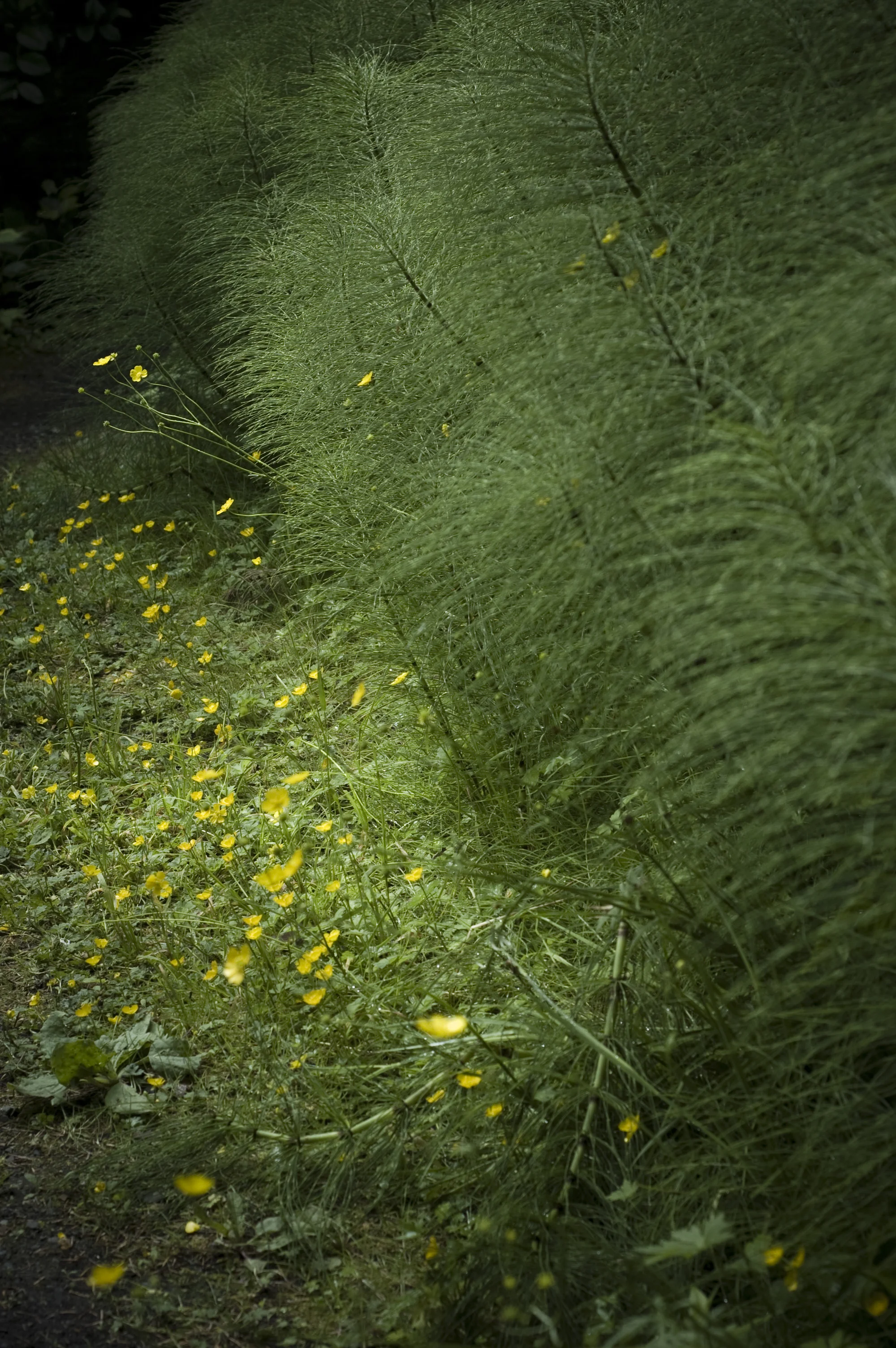 DSC_1752.JPG