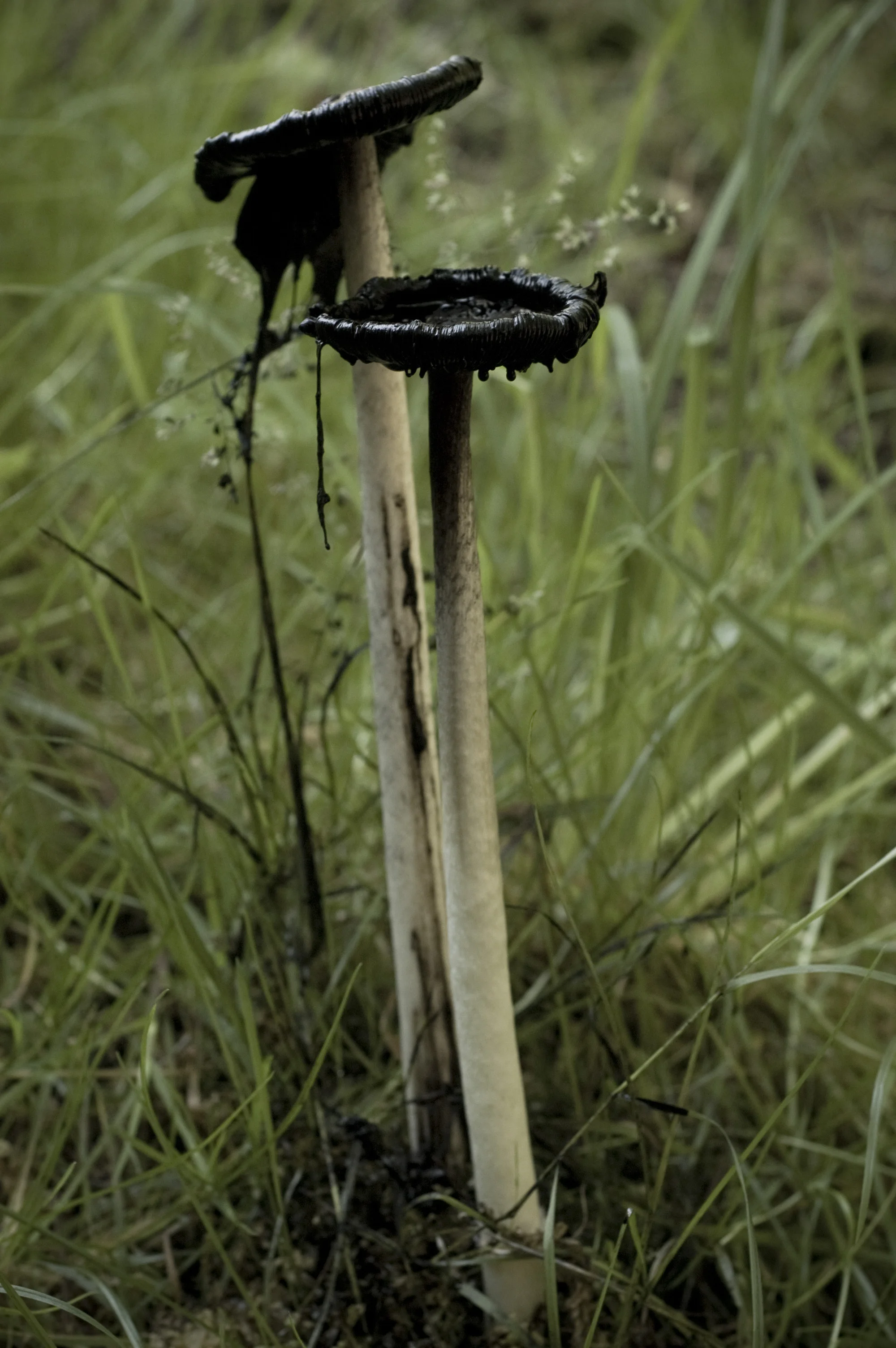 DSC_2955.JPG