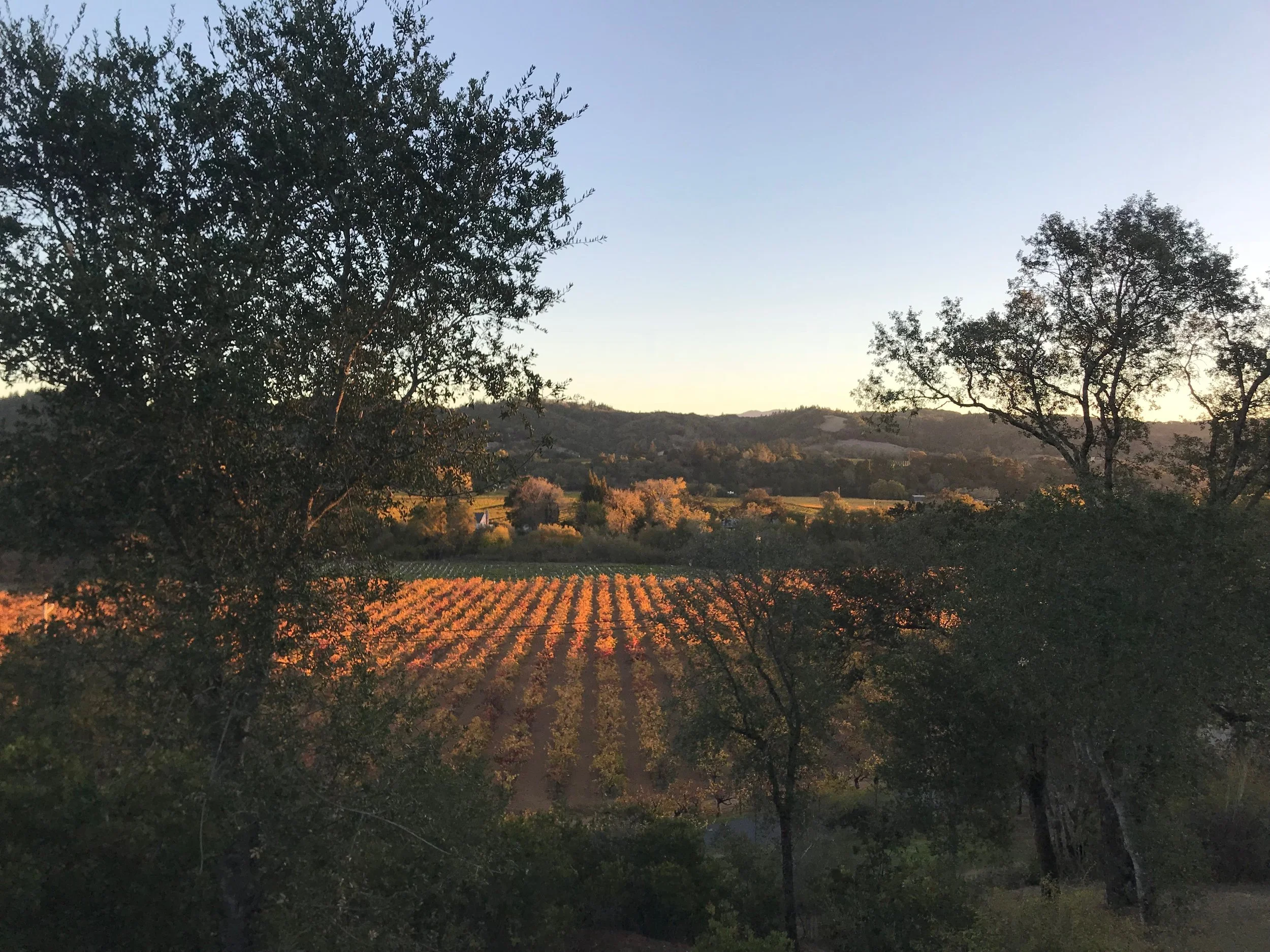 fall vineyard.JPG
