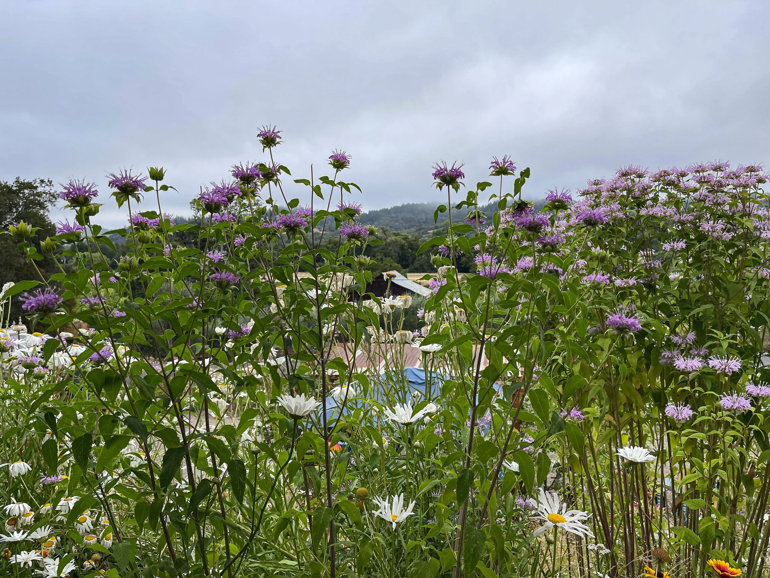 daisies and wildflowers.jpg